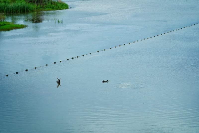 湖面浮标与飞鸟图片