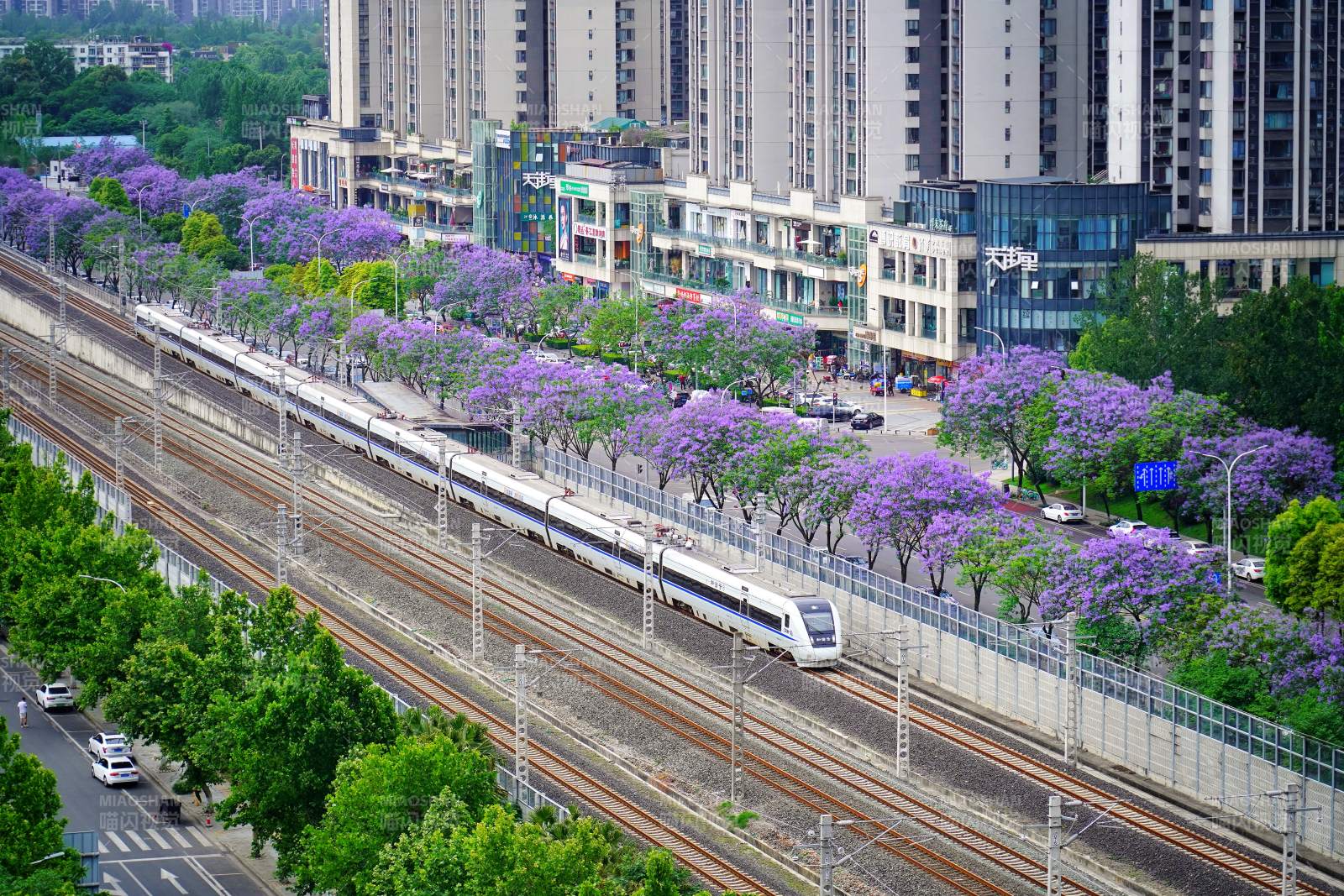 蓝花楹盛开的高铁线图片