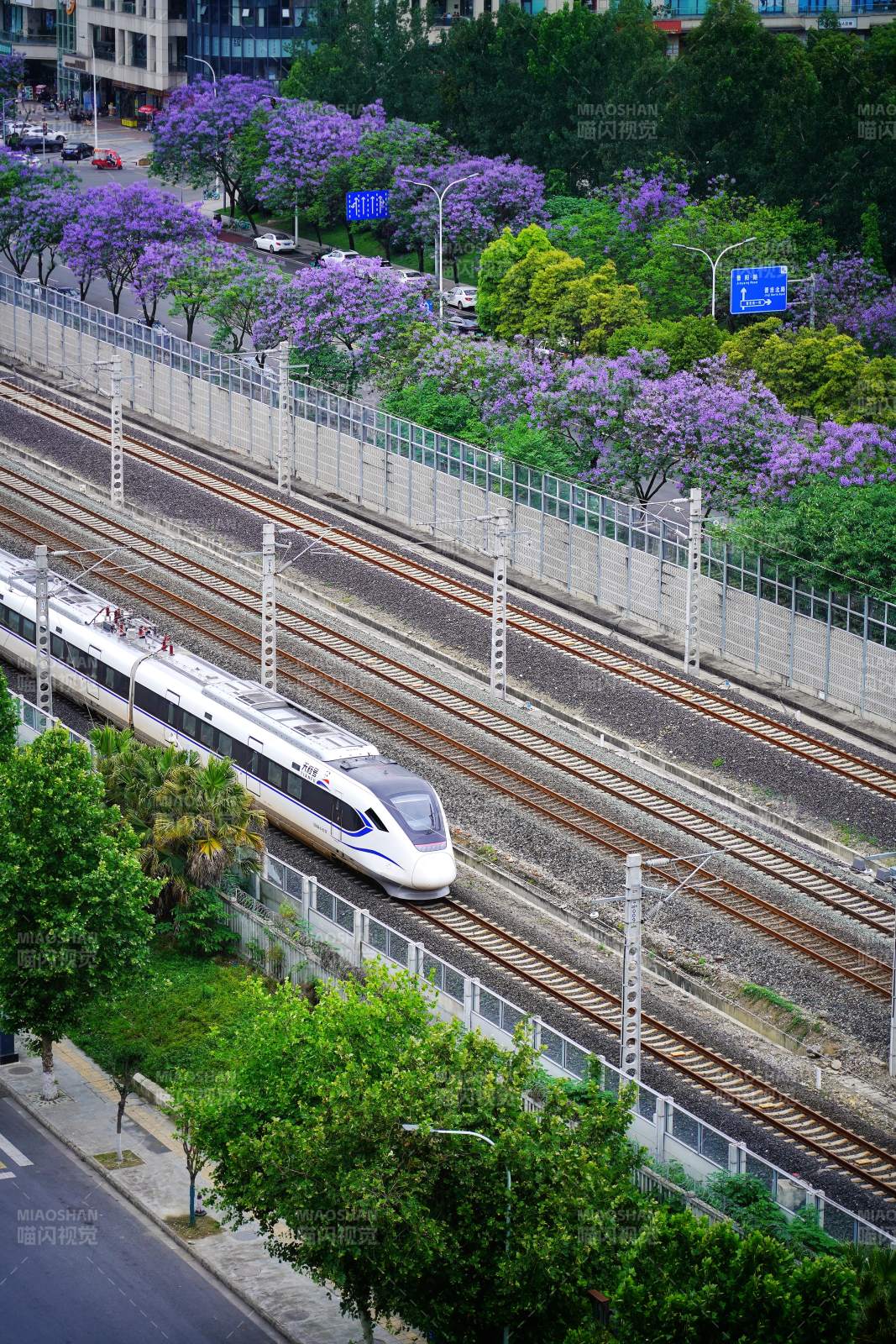 高铁穿行蓝花楹间图片