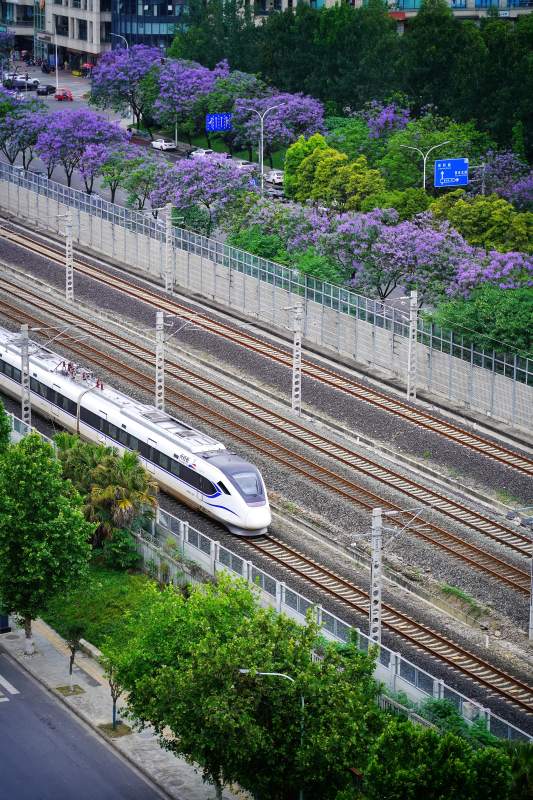高铁穿行蓝花楹间图片