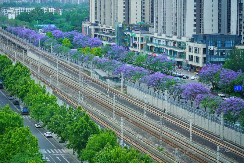 蓝花楹铁轨映城景图片