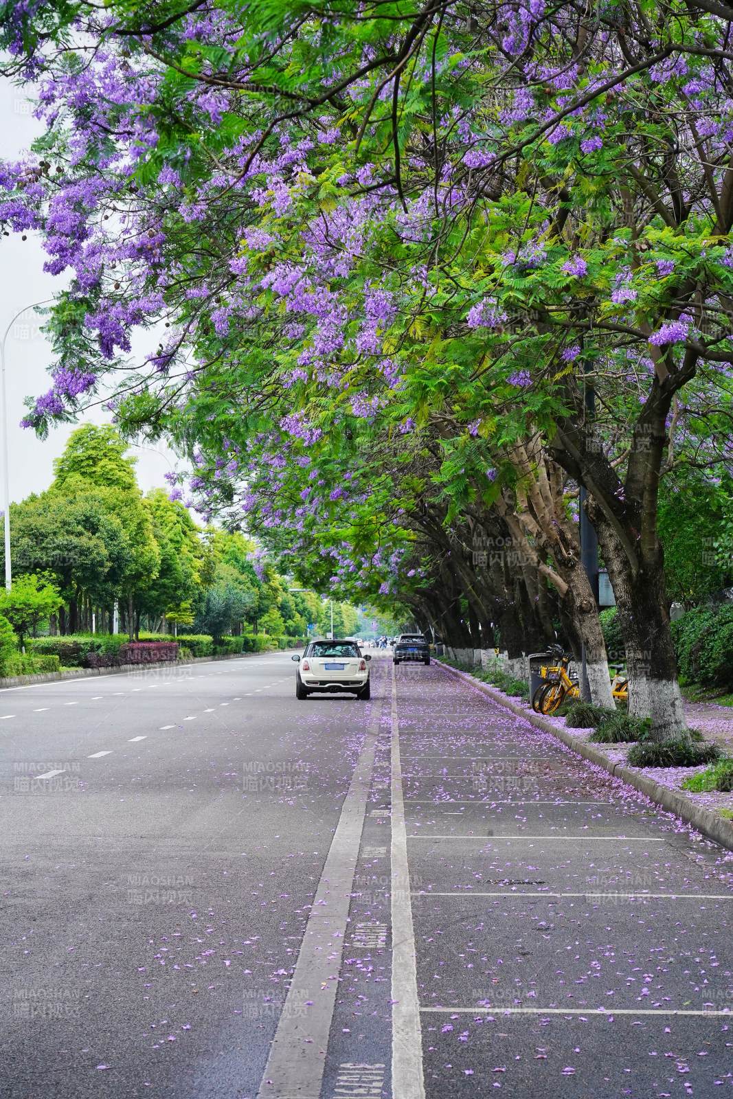 紫藤花道美景图片