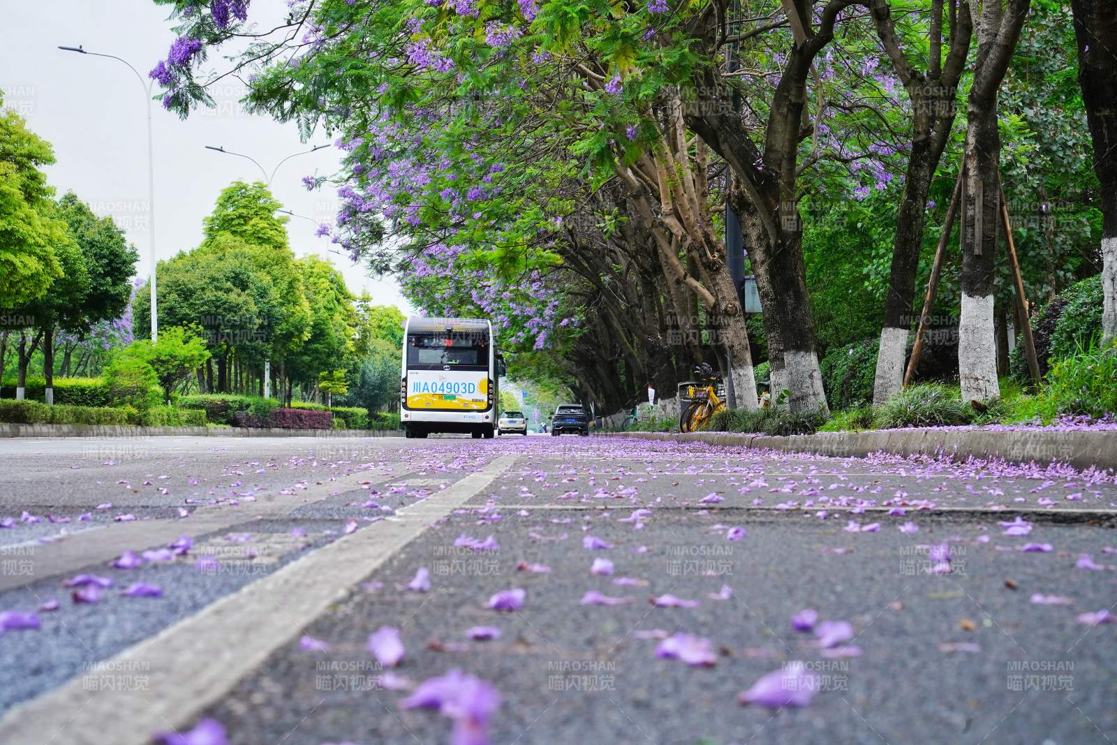紫花铺路 公交驶来图片