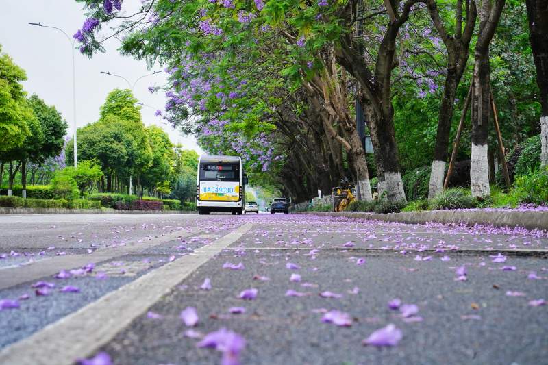 紫花铺路 公交驶来图片