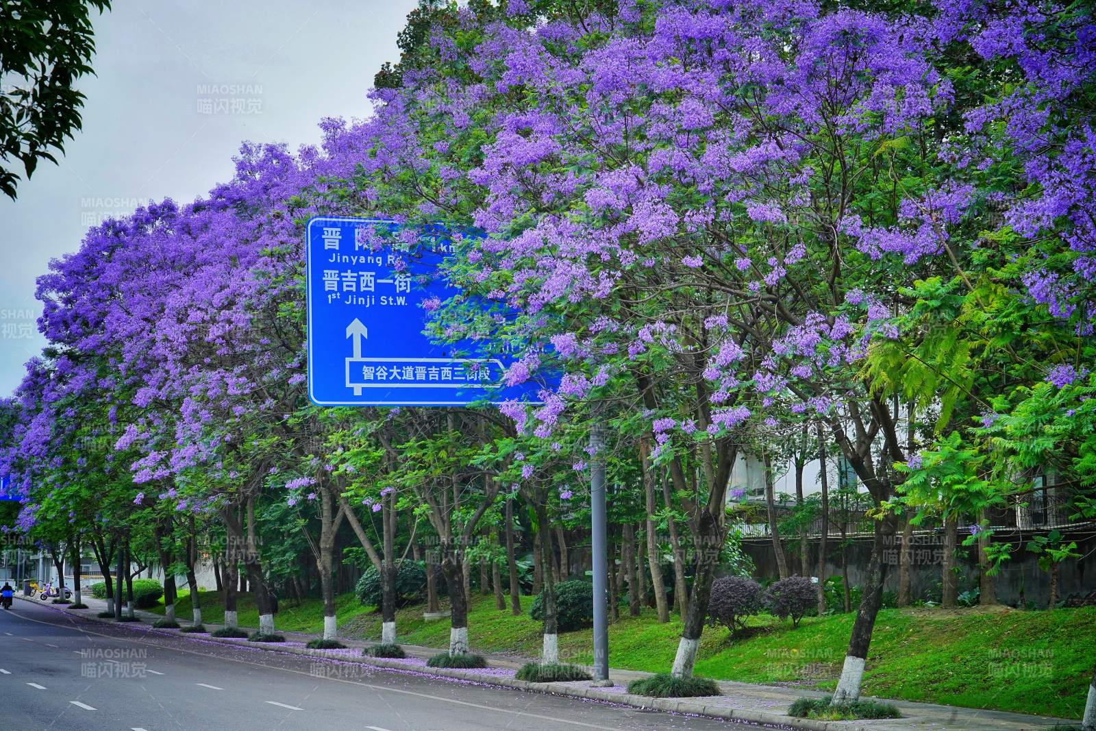 紫花盛开的街道图片
