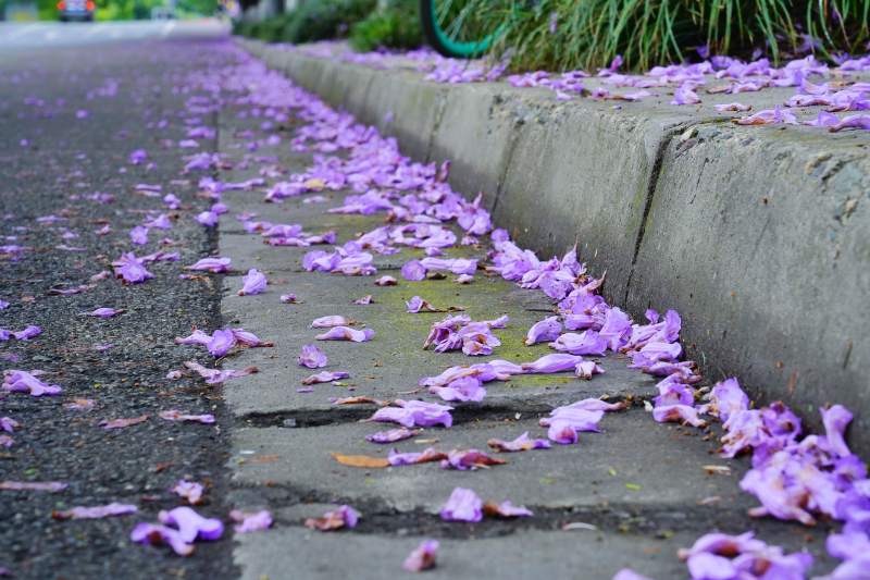 紫花铺满小径图片