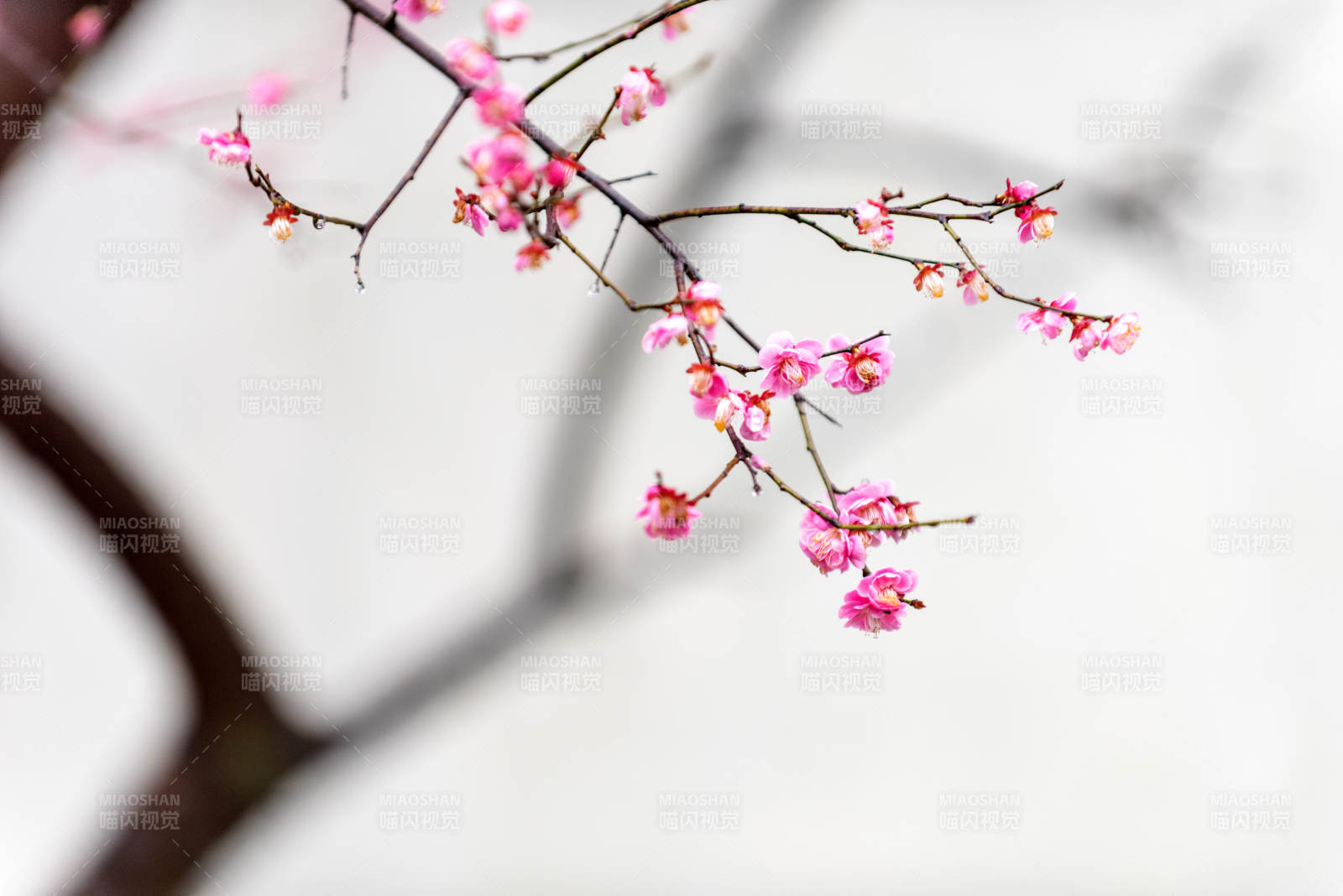 梅花绽放枝头图片