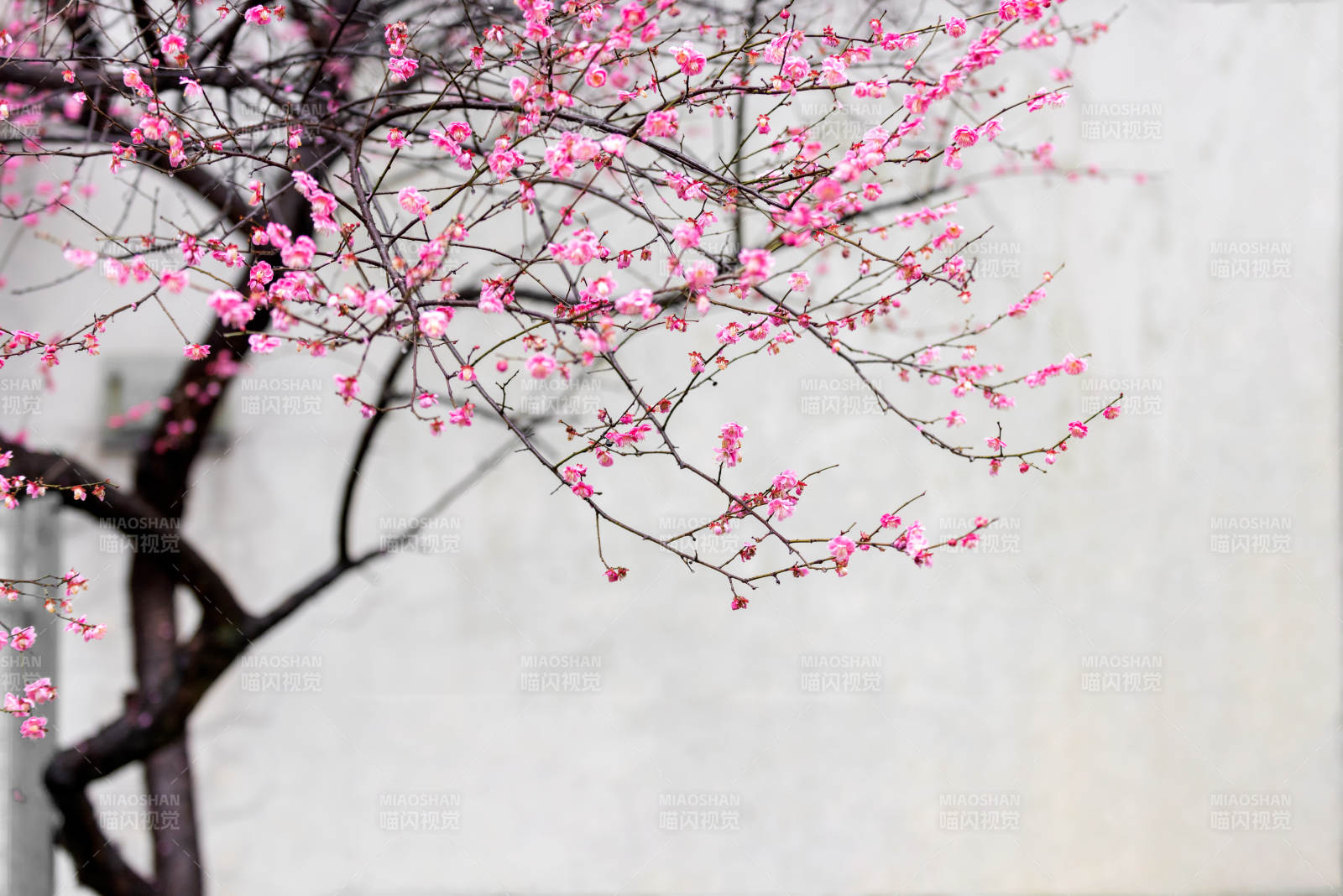 粉梅绽放枝头图片