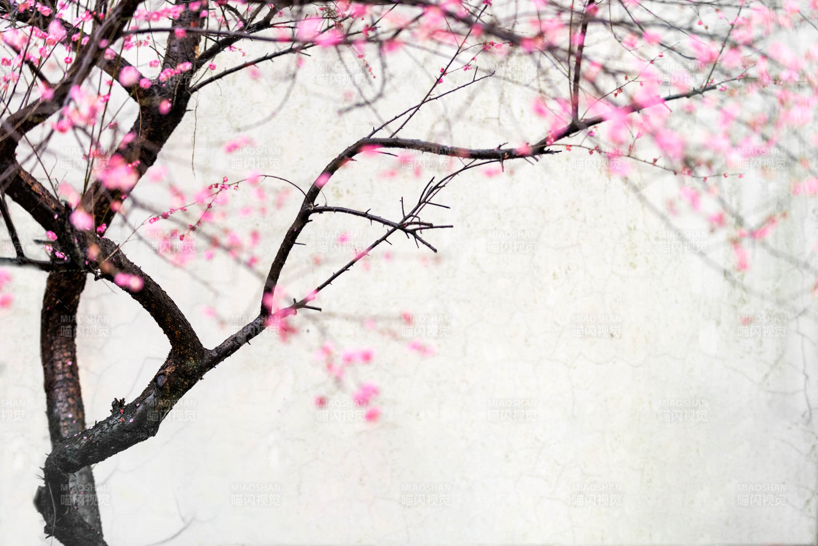 樱花绽放枝头图片