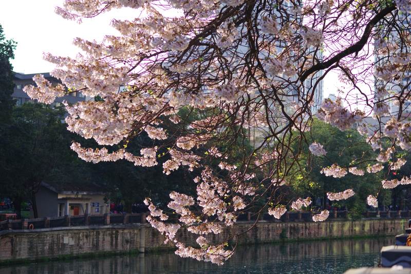 樱花绽放湖畔图片