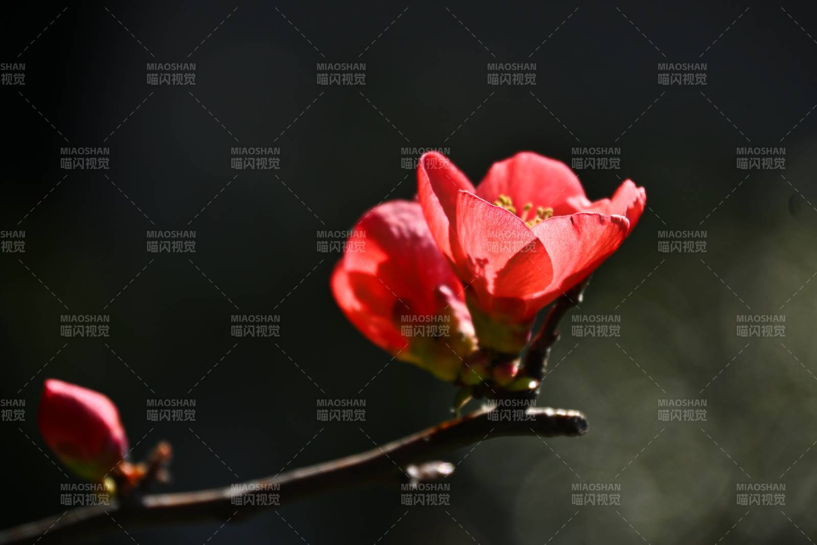 红海棠早春绽放图片