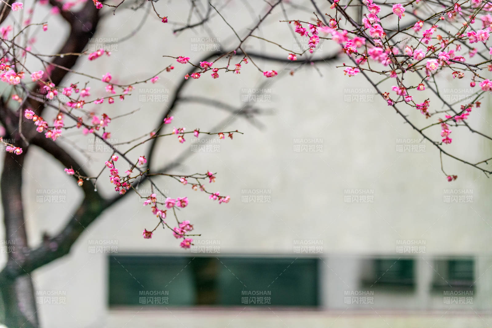 樱花绽放枝头图片