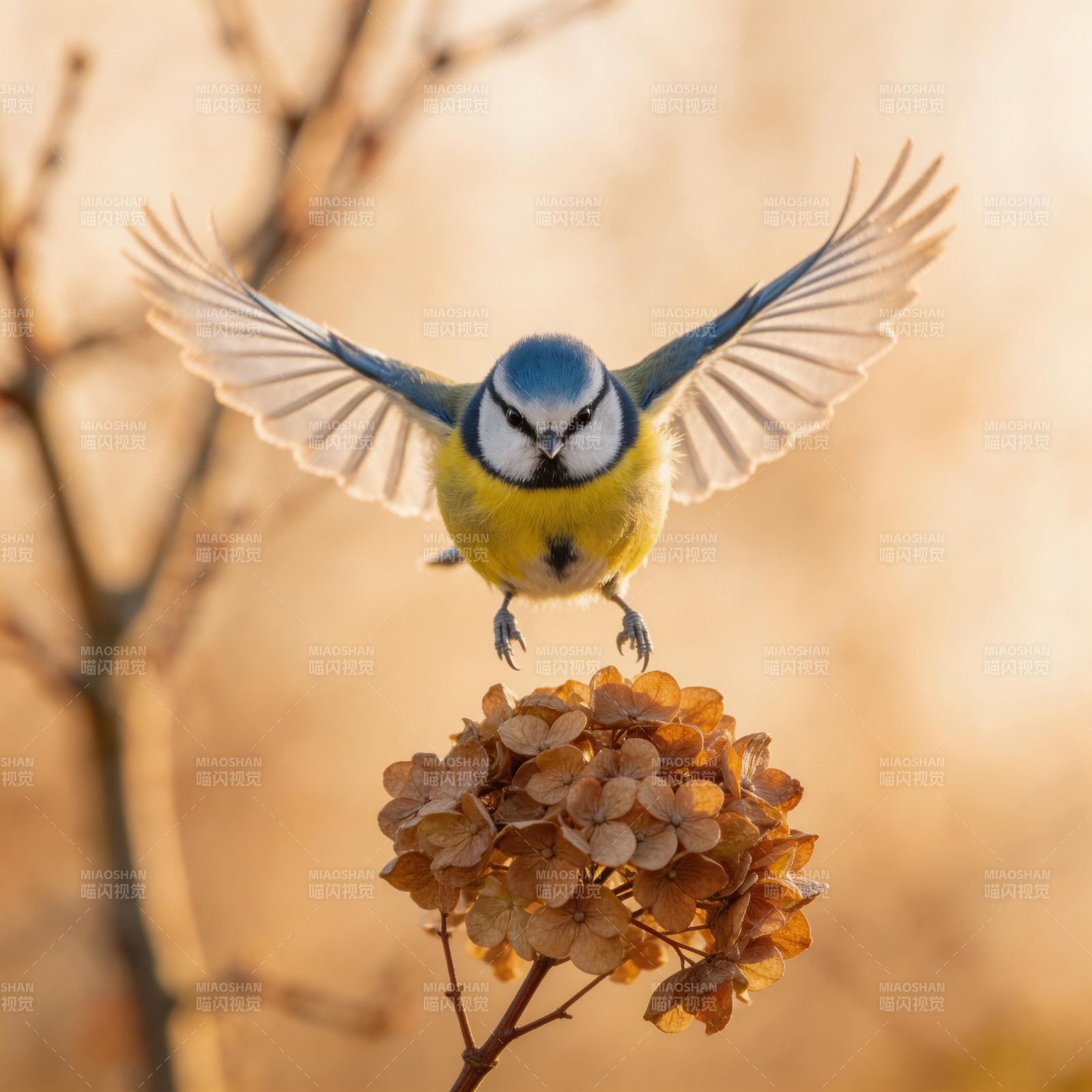 蓝雀展翅栖花丛图片