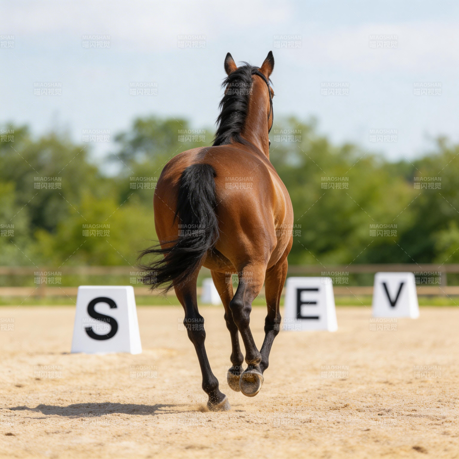 马术训练场上的骏马图片