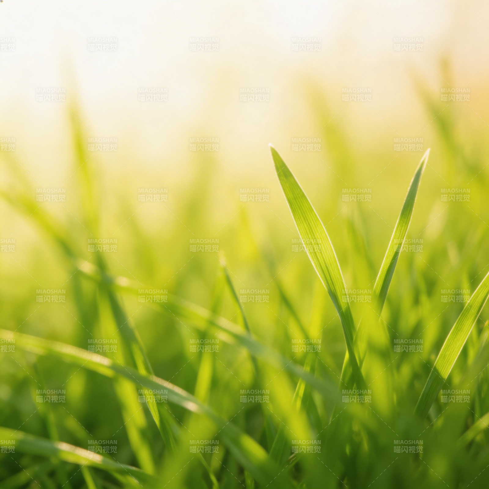 绿草晨光图片