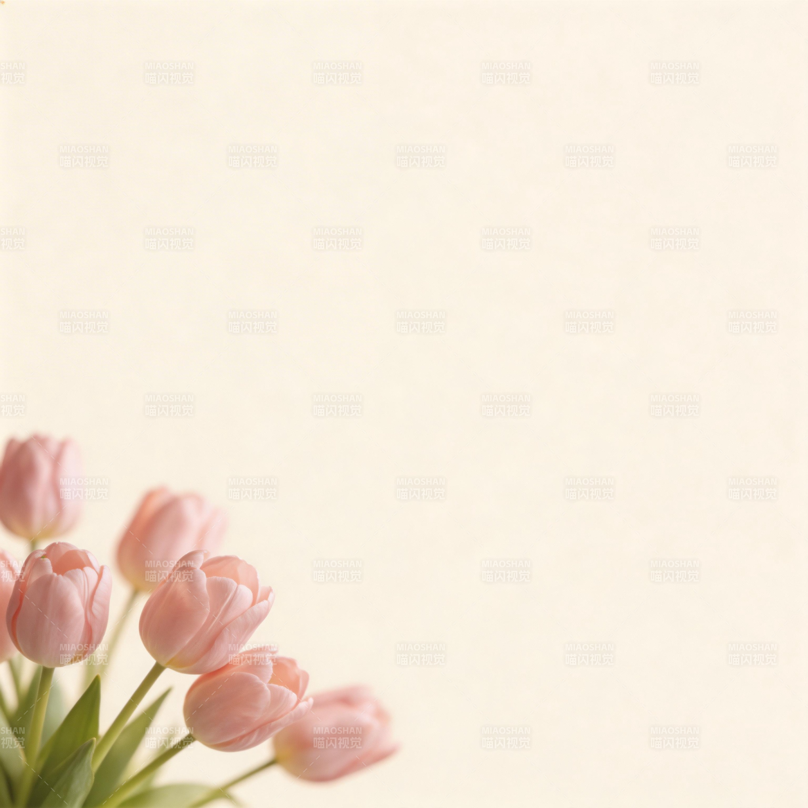 粉郁金香静谧绽放图片