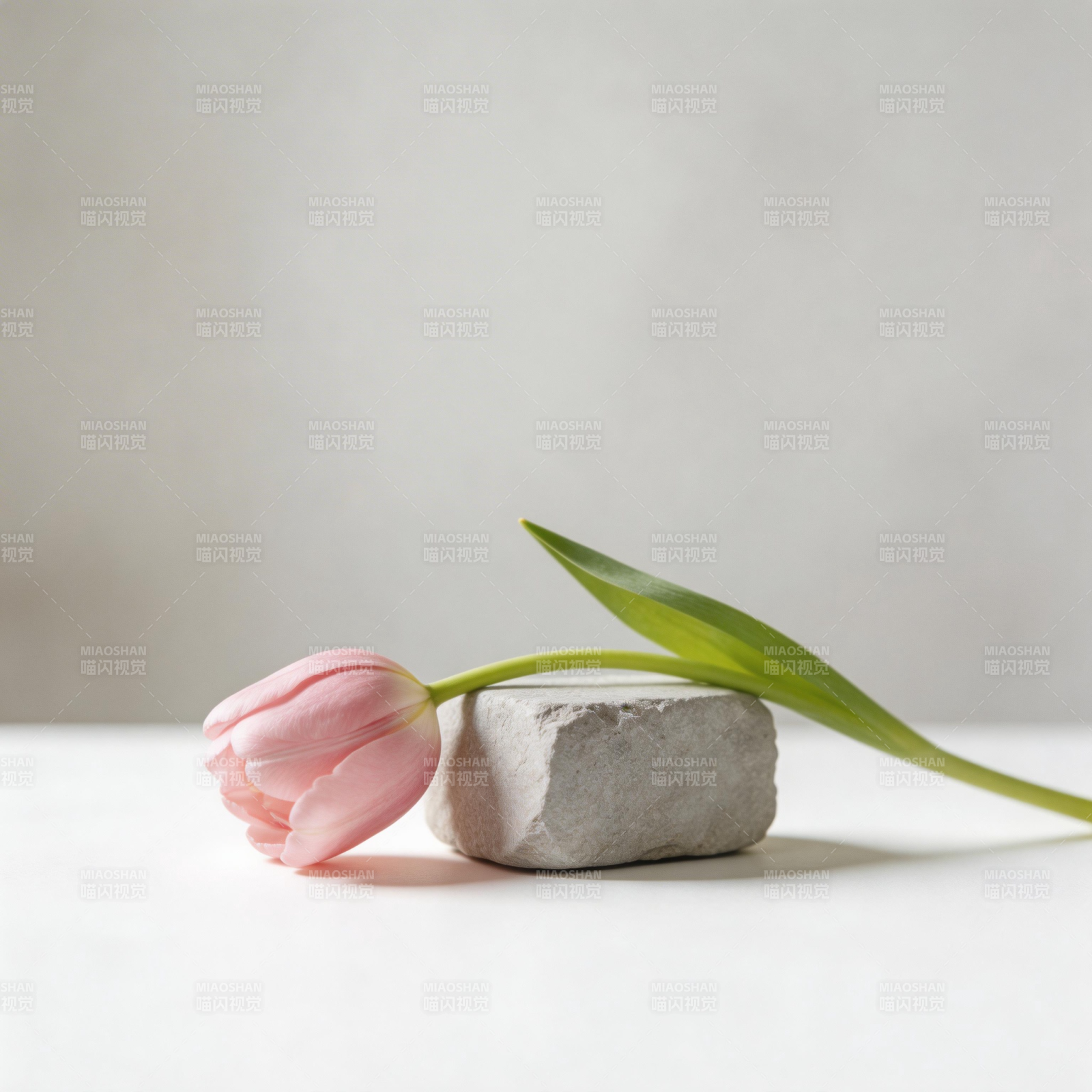 粉郁金香静物图片