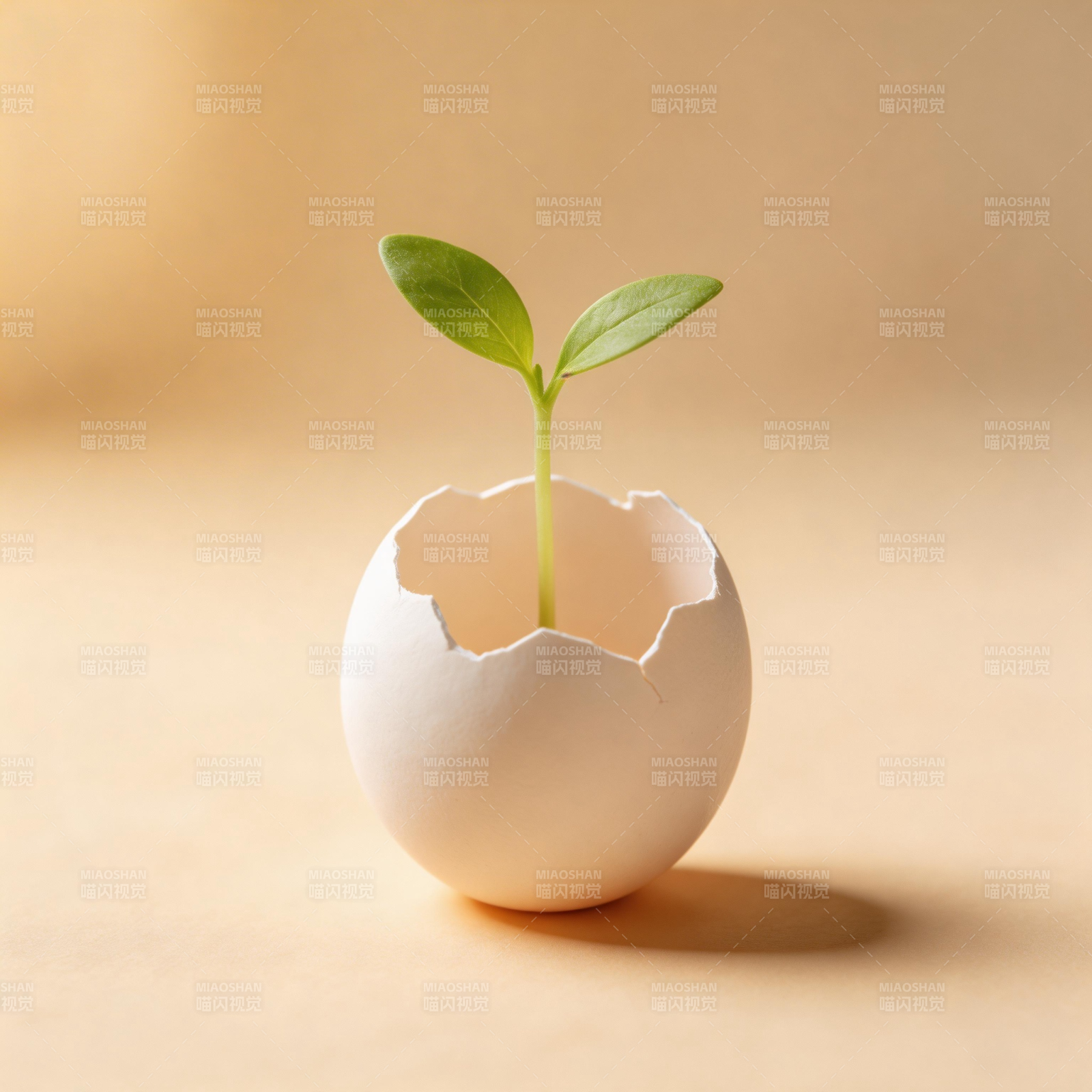 蛋壳中的嫩芽图片