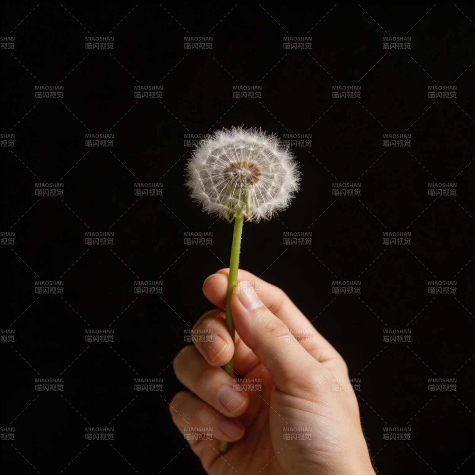 手握蒲公英图片
