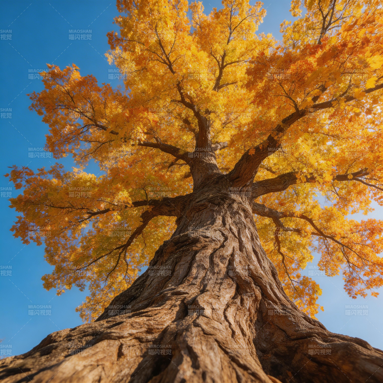 秋日巨树图片