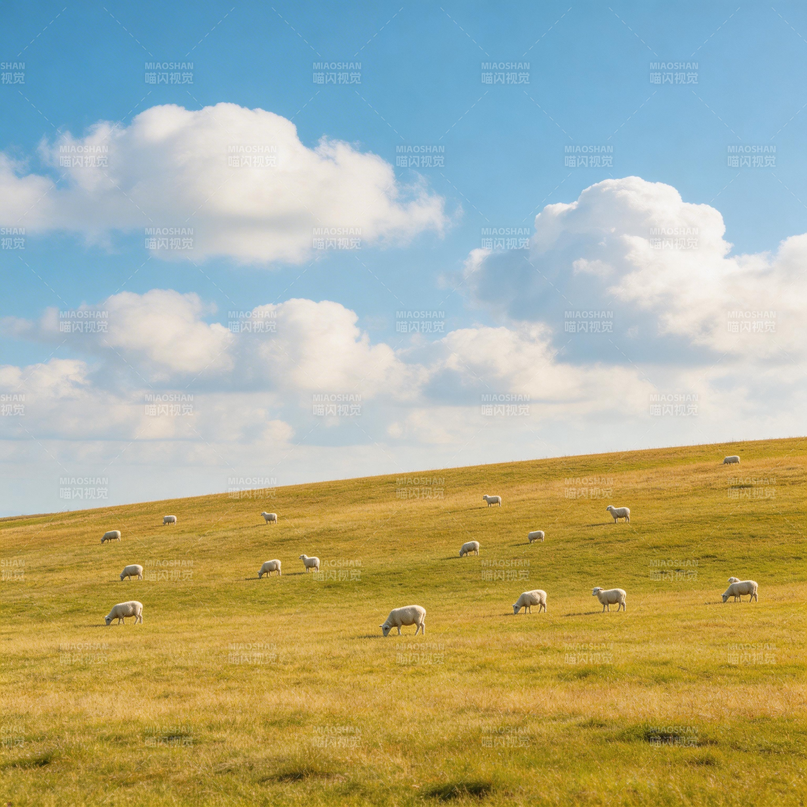 草原上的羊群图片