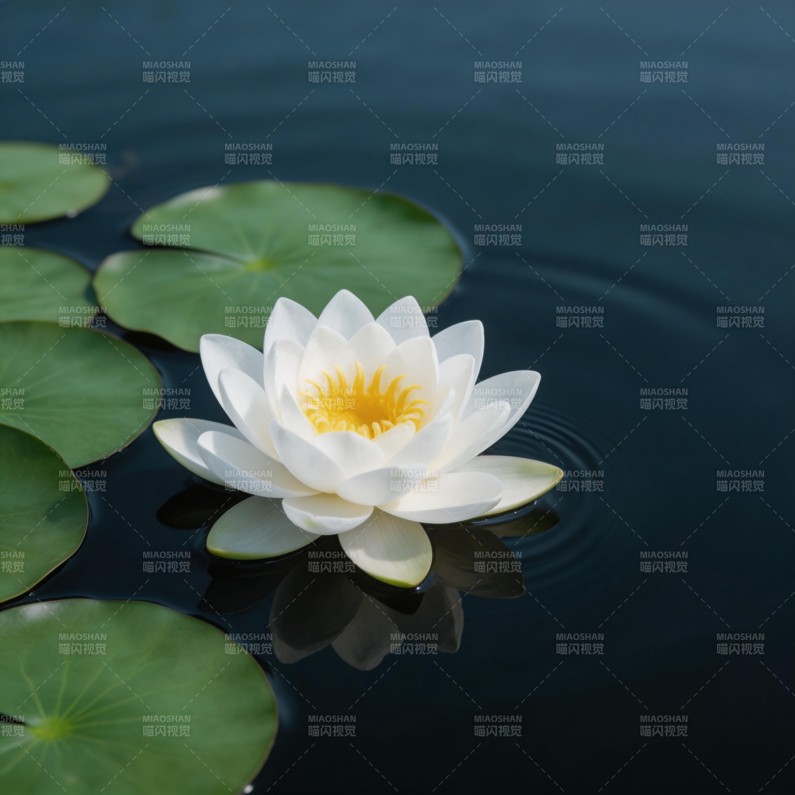 白莲静水图片