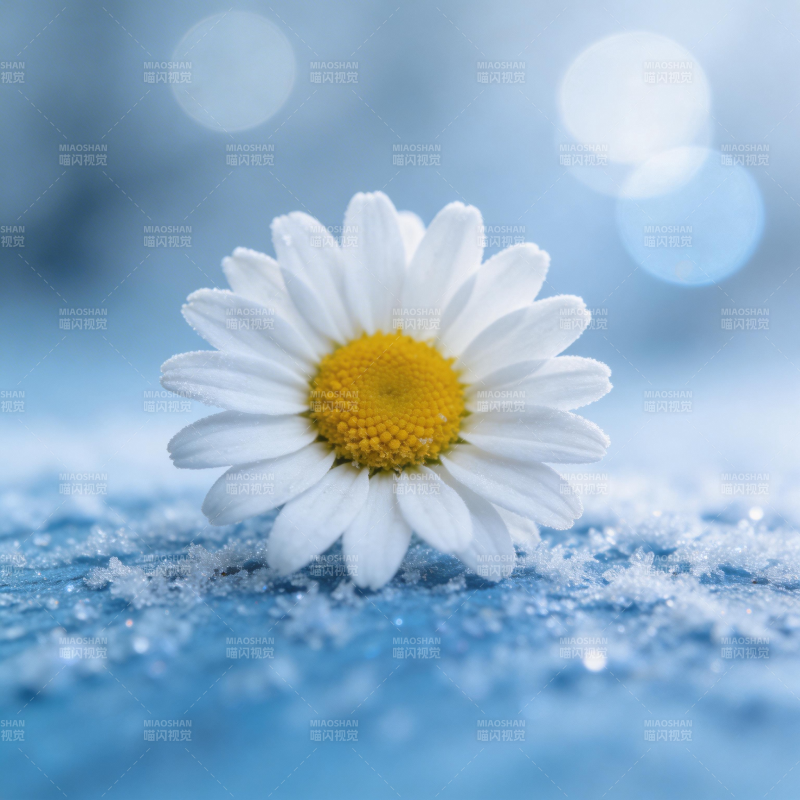 雪中雏菊绽放图片