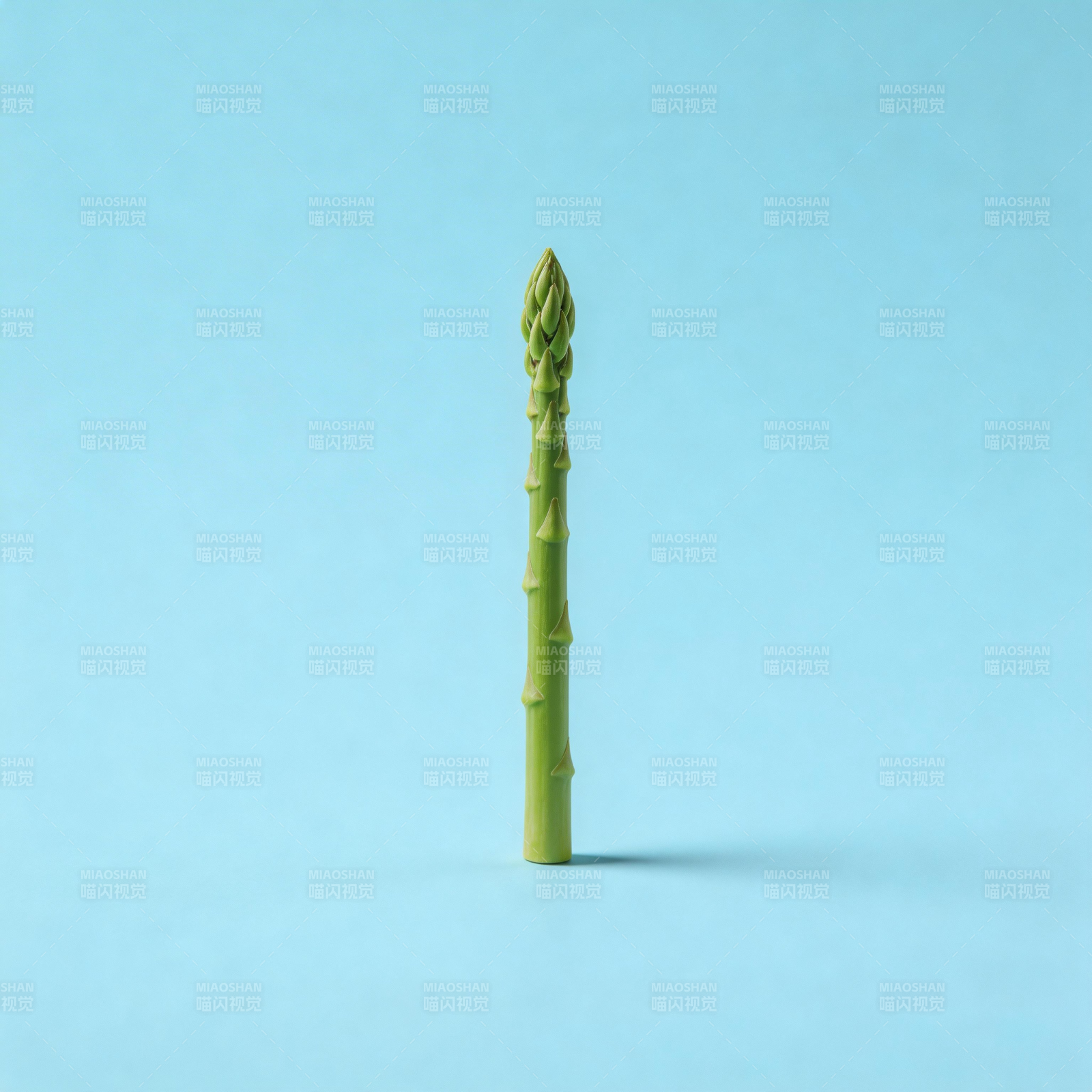 青翠芦笋立于蓝底图片