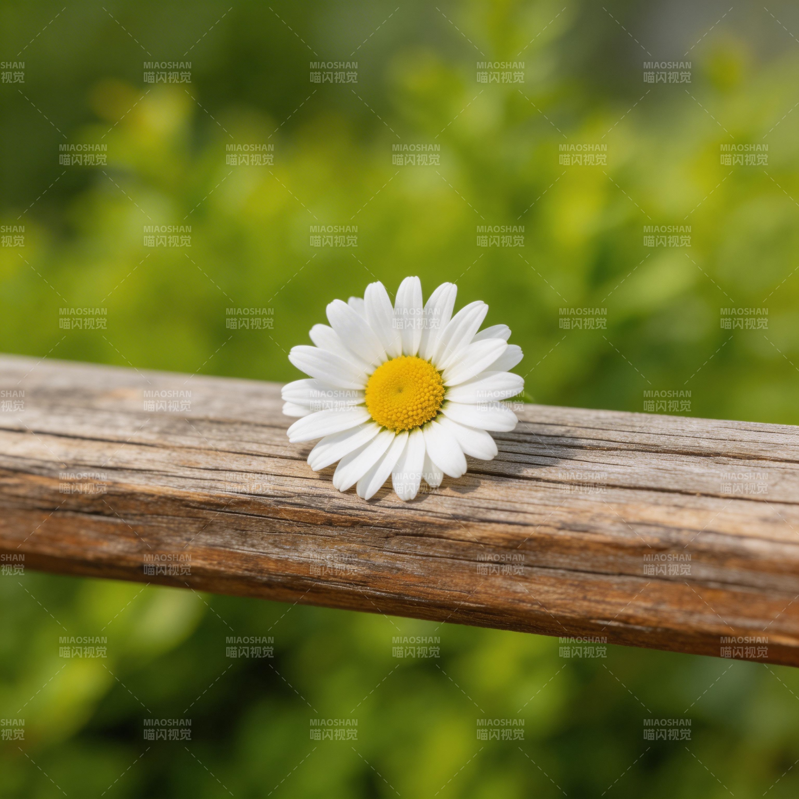 雏菊静卧木栏上图片