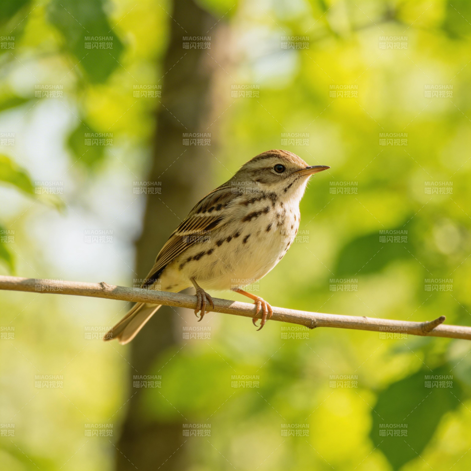 林间小鸟栖枝头图片