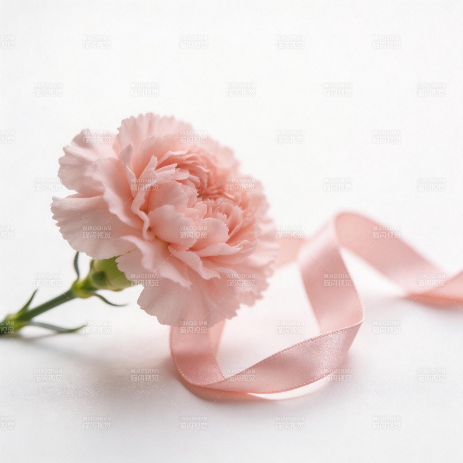 粉红康乃馨与丝带图片