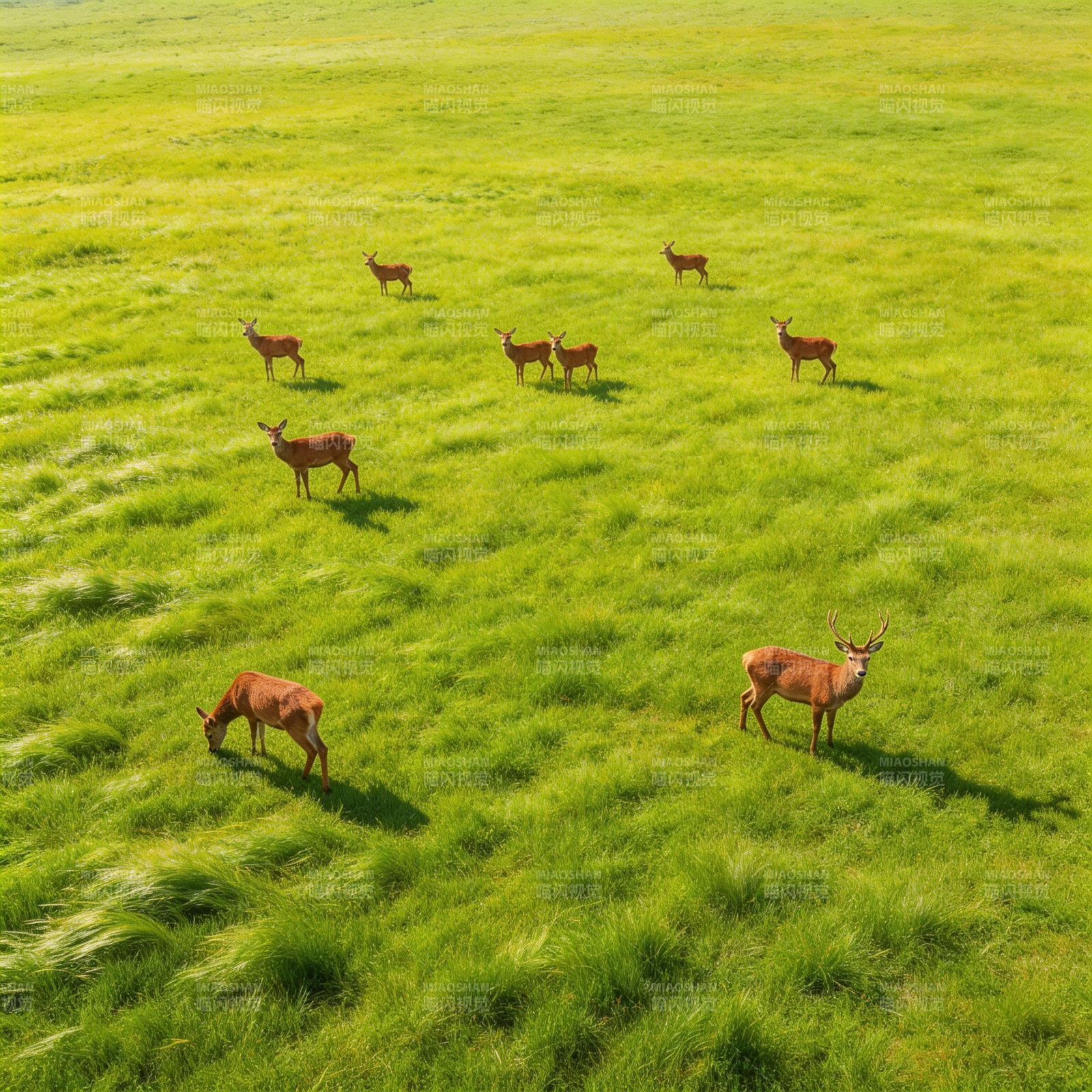 鹿群草原觅食图片