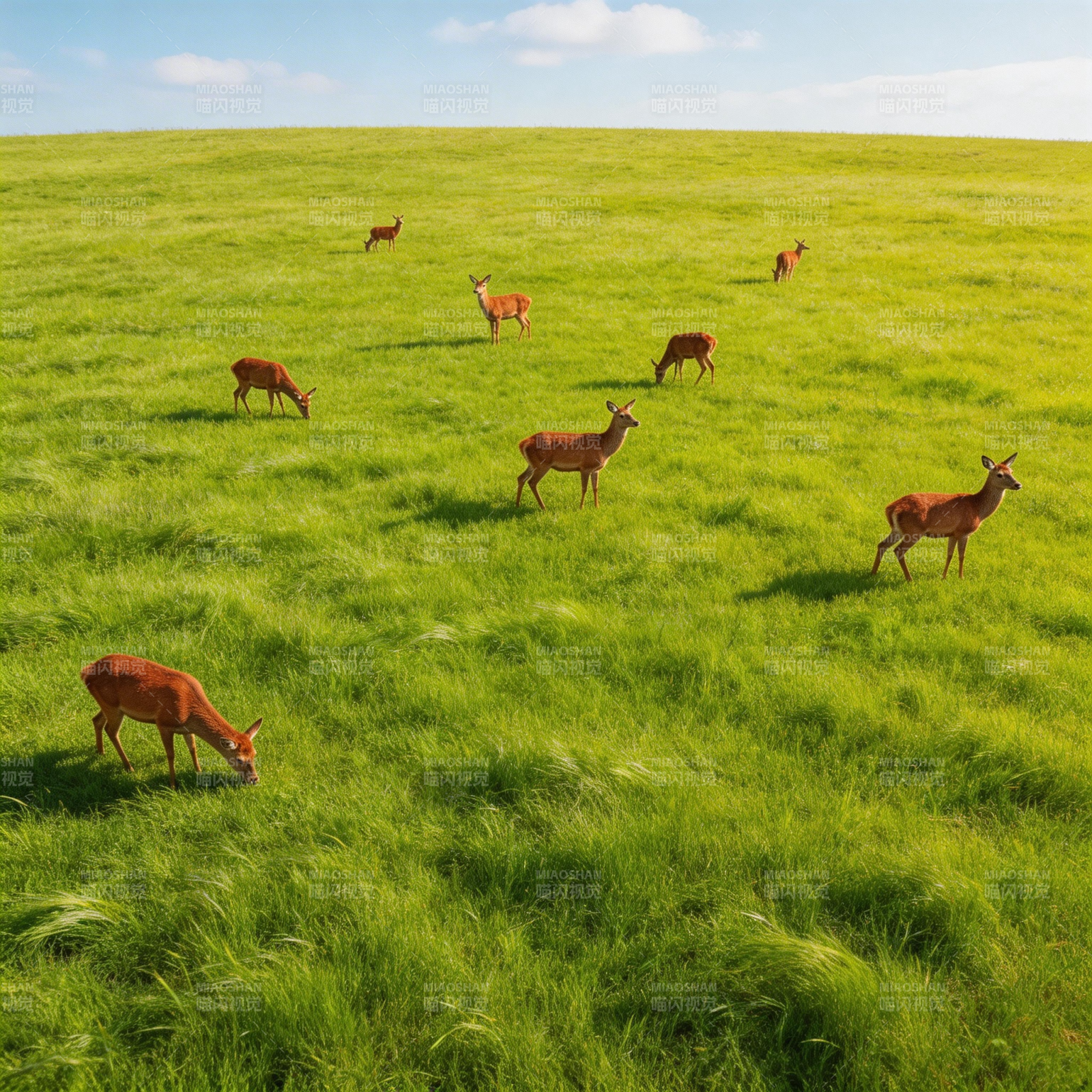 草原鹿群悠然觅食图片