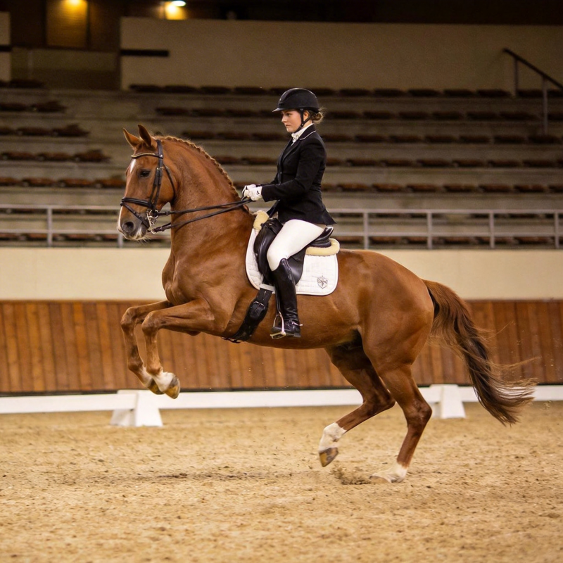 马术竞技瞬间图片