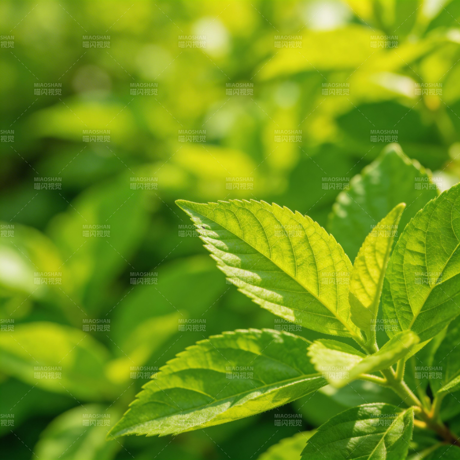 绿叶生机盎然图片