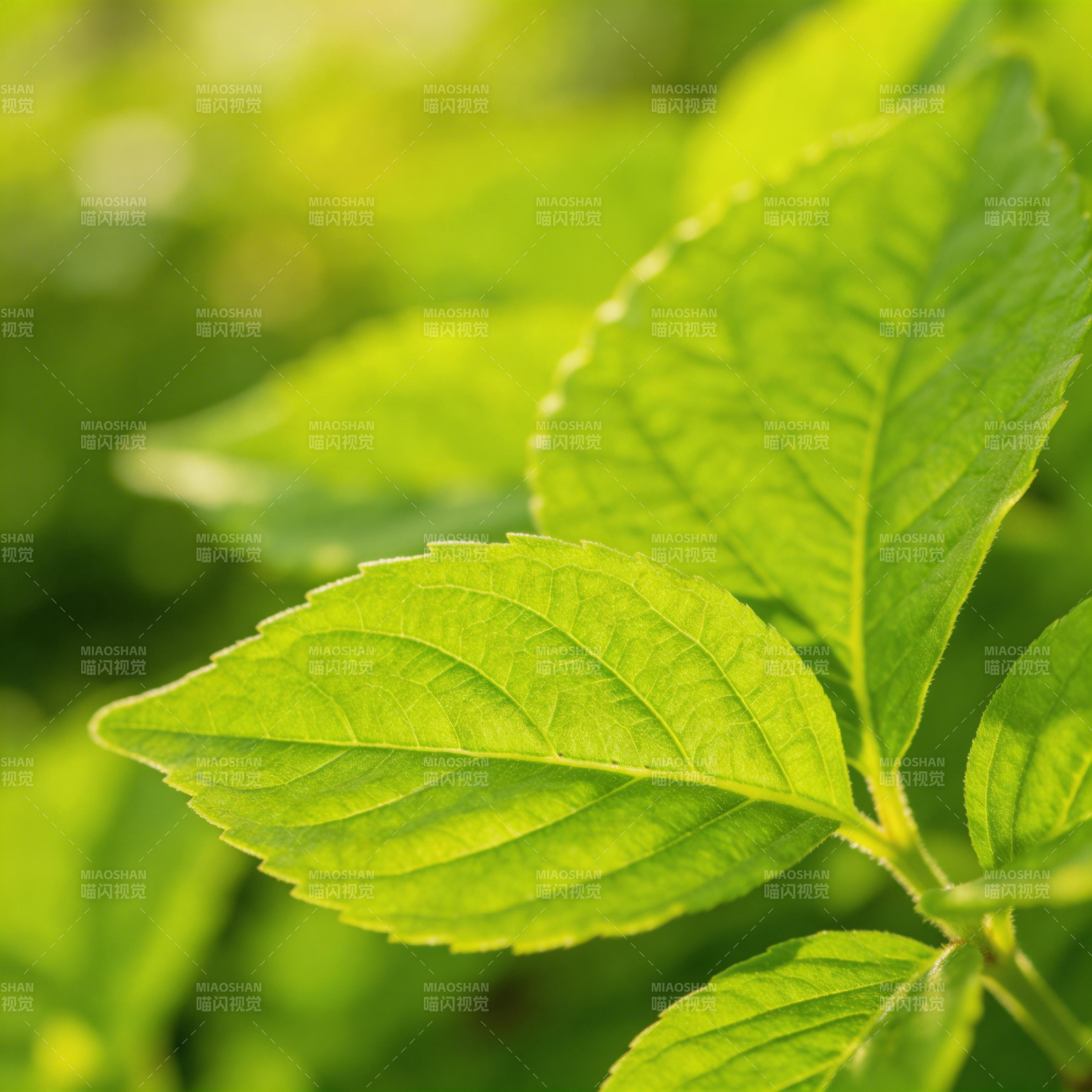 绿叶生机盎然图片