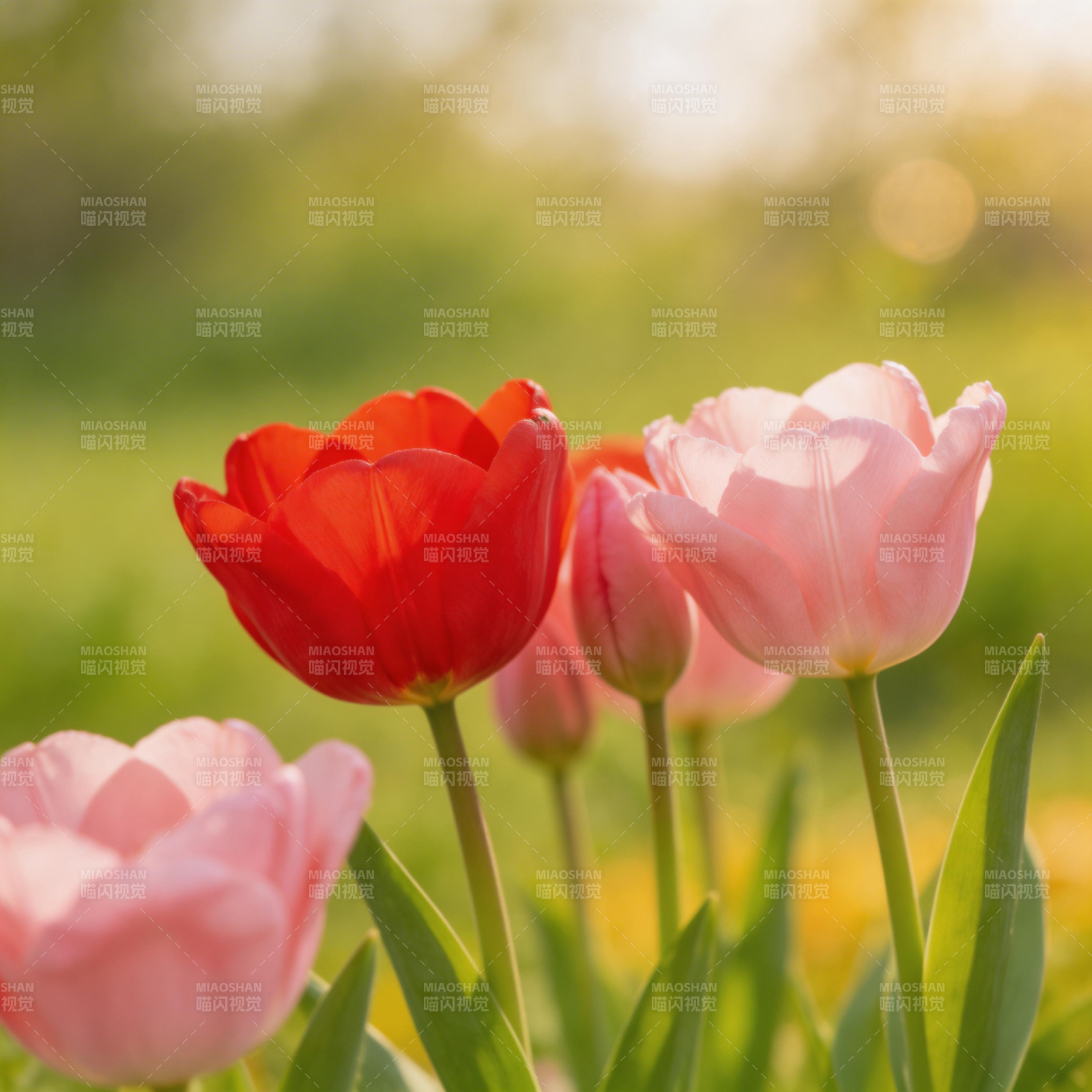 春日郁金香绽放图片