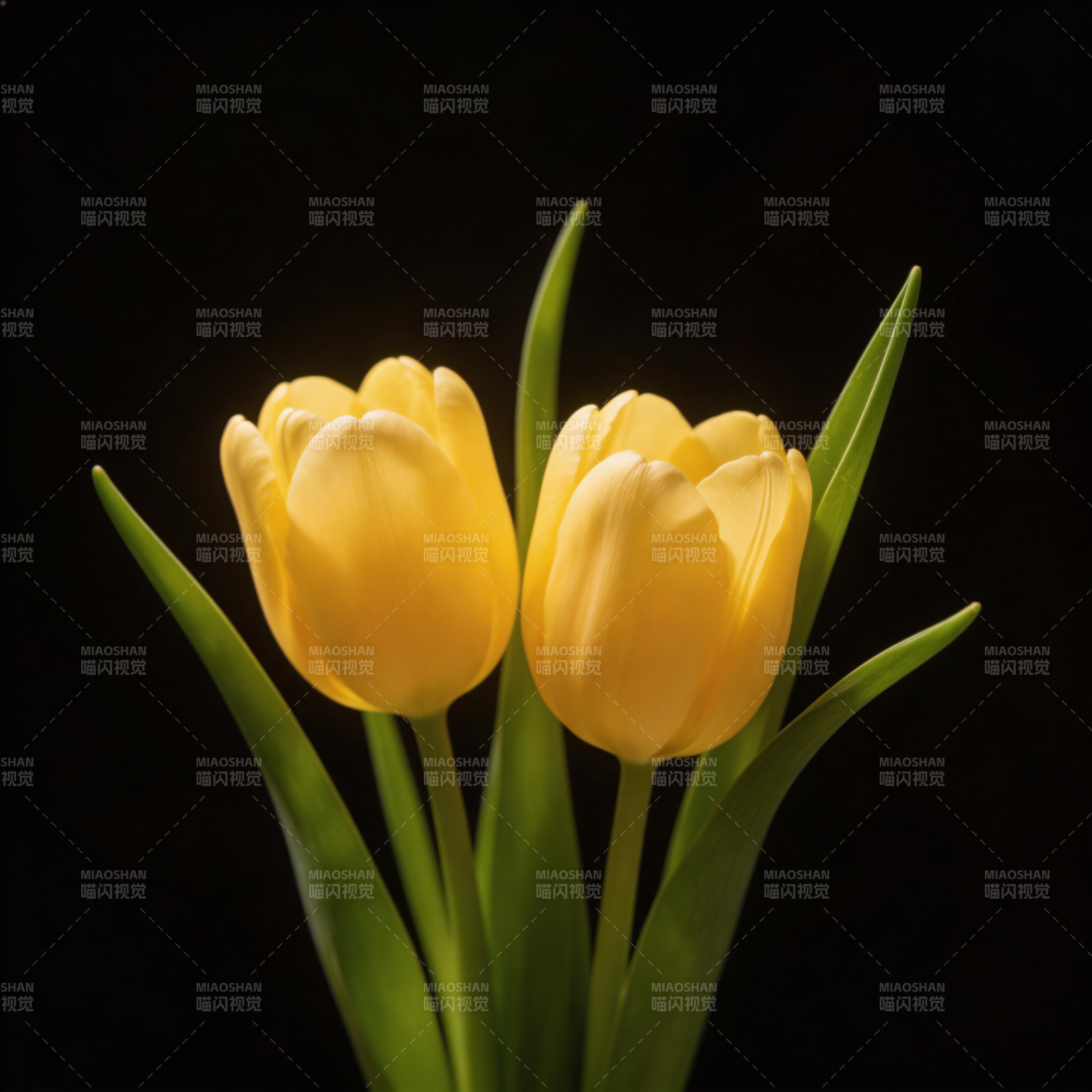 双黄郁金香图片