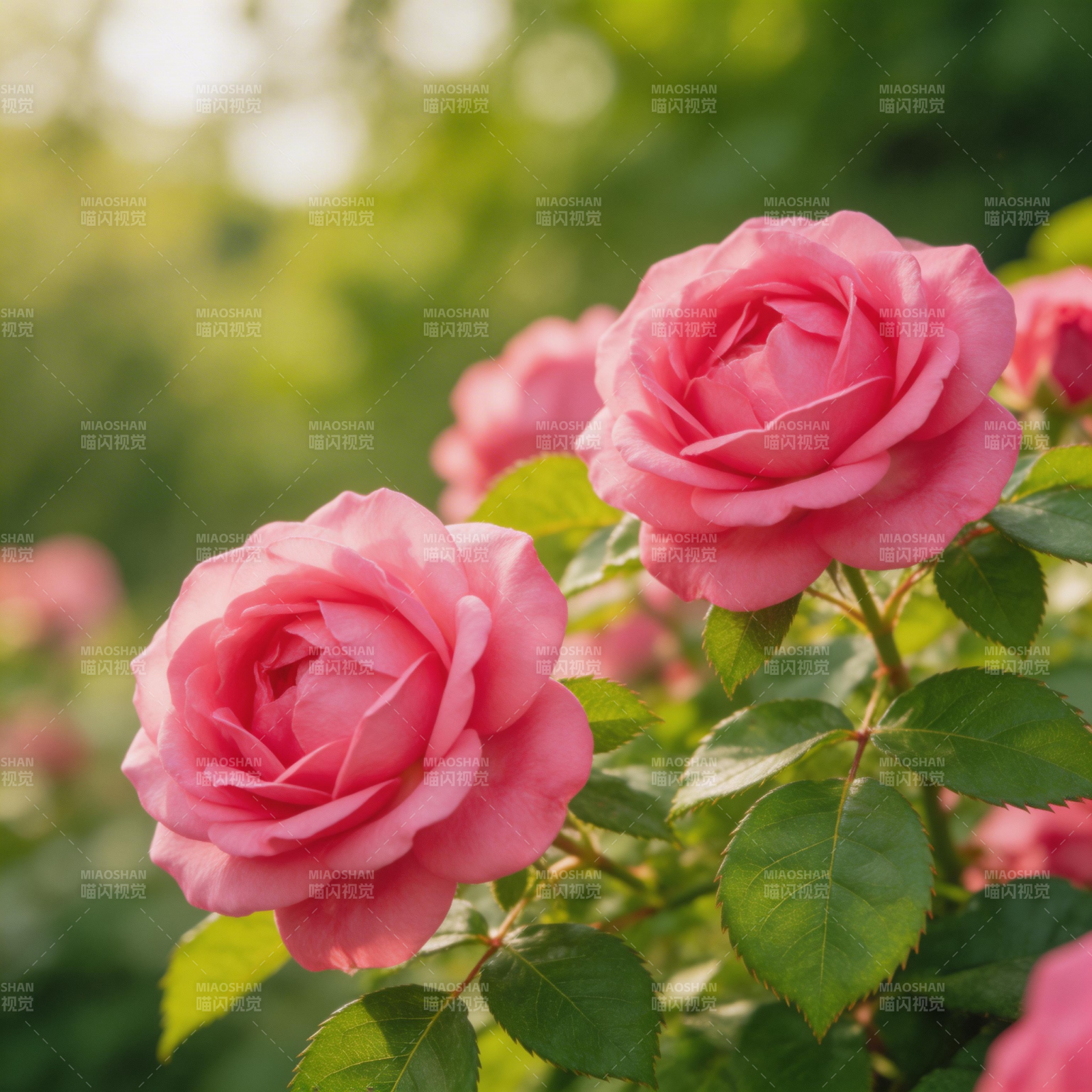 粉玫瑰绽放图片