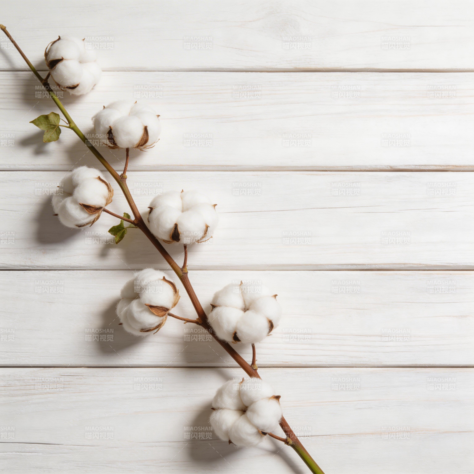 棉花枝条静物图片