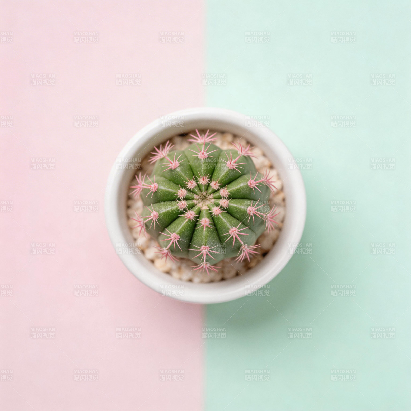 仙人掌盆栽图片