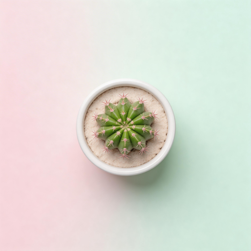 仙人掌盆栽图片