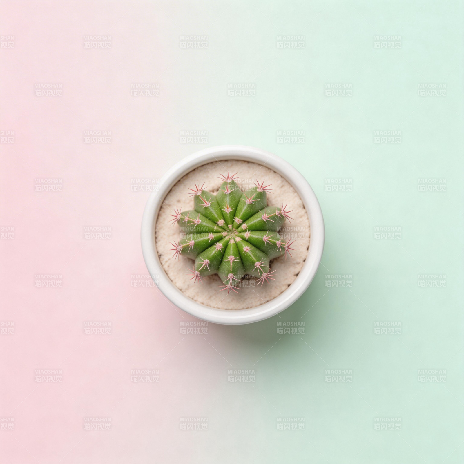 仙人掌盆栽图片