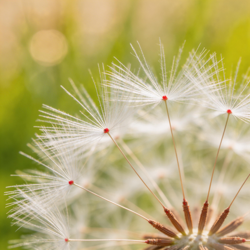 蒲公英的种子飘飞图片