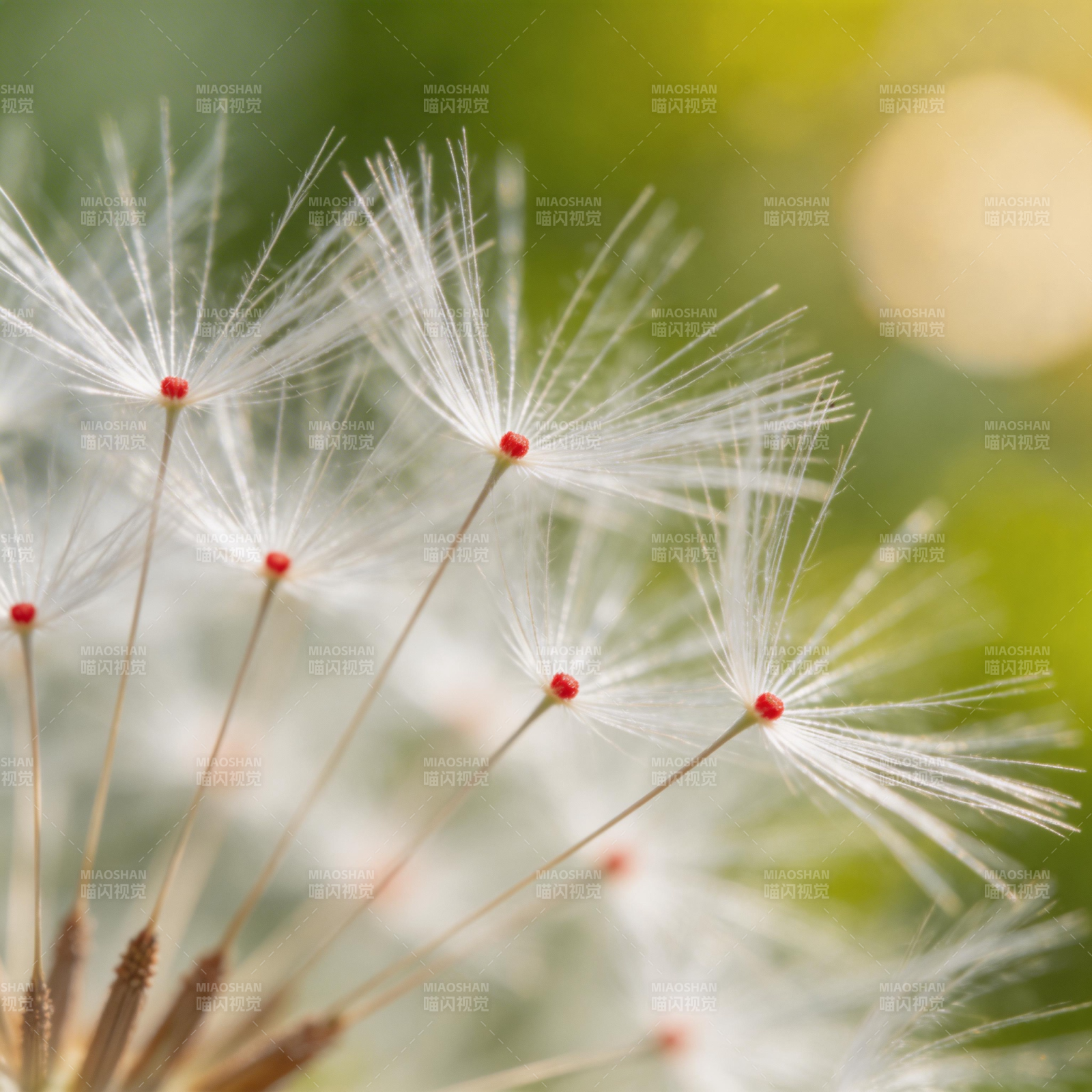 蒲公英的种子飘飞图片
