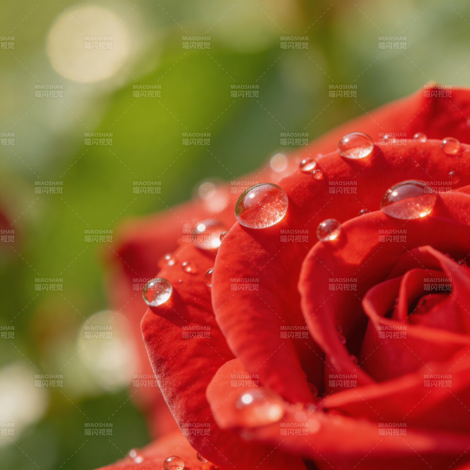 露珠红玫瑰图片