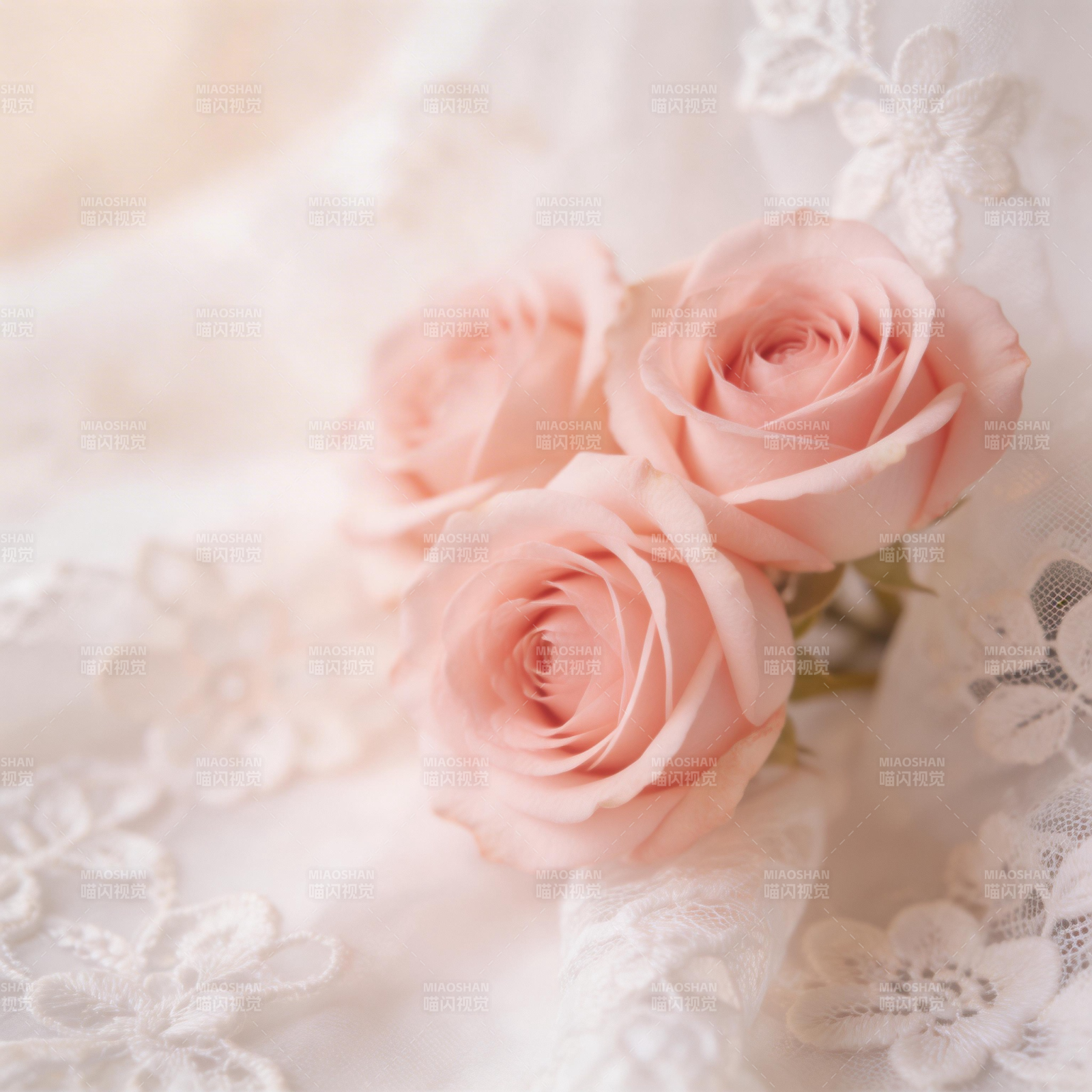 柔粉玫瑰静谧绽放图片