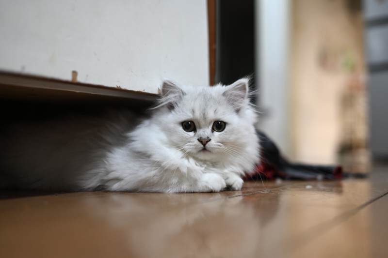 白猫躲柜下图片