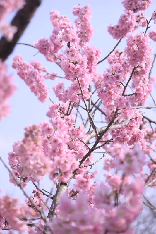 樱花绽放 春意盎然图片