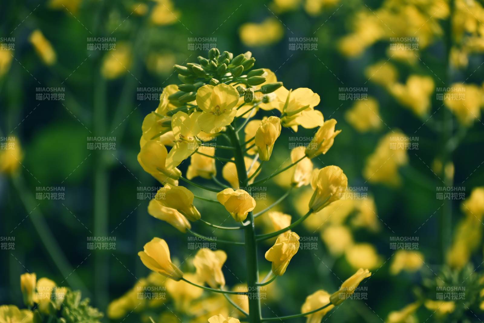 油菜花盛开图片